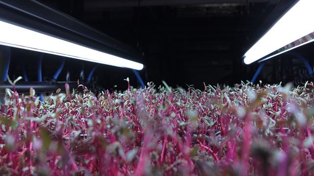 Pestujeme microgreens: vhodné a nevhodné osvetlenie
